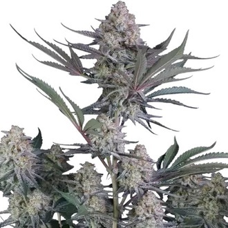 Lemon Tree Auto (Fast Buds) Feminized