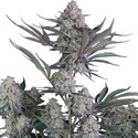 Lemon Tree Auto (Fast Buds) feminizovaná