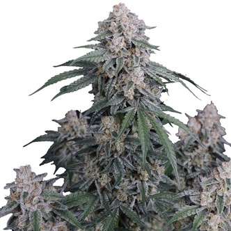 GMO Auto (FastBuds) feminizovan&aacute;