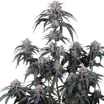 Mango Frost Auto (FastBuds) feminizovan&aacute;