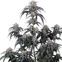 Mango Frost Auto (Fast Buds) Feminizovaná