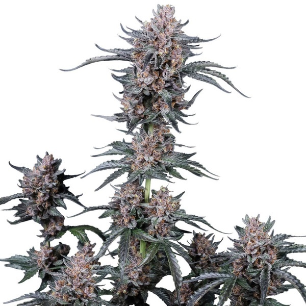 Mango Cherry Runtz Auto (Fast Buds) Feminizovaná