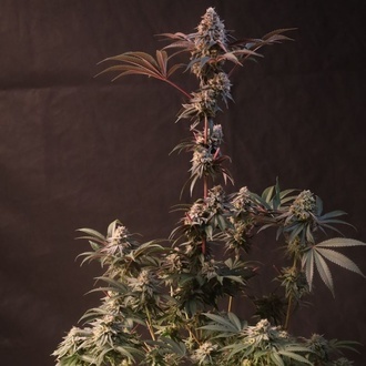 Lemon Cherry Runtz (Fast Buds) feminizovaná