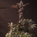 Lemon Cherry Runtz (Fast Buds) feminizovaná