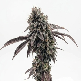 Garlic Mint Sherbet (Fast Buds) feminizovan&aacute;