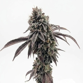 Garlic Mint Sherbet (Fast Buds) feminizovan&aacute;