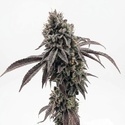 Garlic Mint Sherbet (Fast Buds) feminizovaná