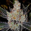 10th Planet R1 (Ethos Genetics) Feminizovaná