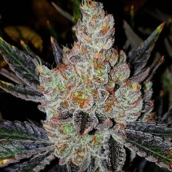 10th Planet R1 (Ethos Genetics) Feminizovaná