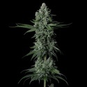 Grandpa's Stash R2 (Ethos Genetics) Feminizovaná