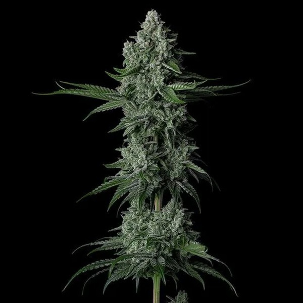 Grandpa's Stash R2 (Ethos Genetics) Feminizovaná