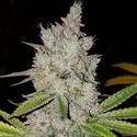 Lilac Diesel Auto RBX2 (Ethos Genetics) Feminizovaná