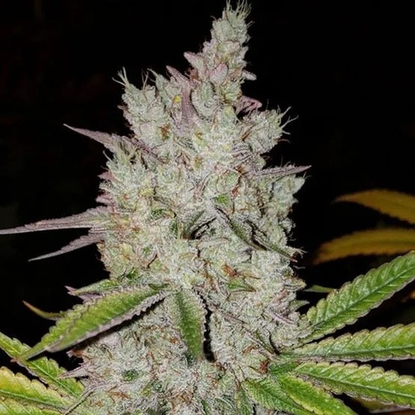 Lilac Diesel Auto RBX2 (Ethos Genetics) Feminizovaná