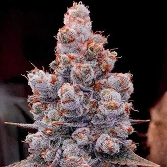 Banana Jealousy Auto RF3 (Ethos Genetics) Feminizovan&aacute;