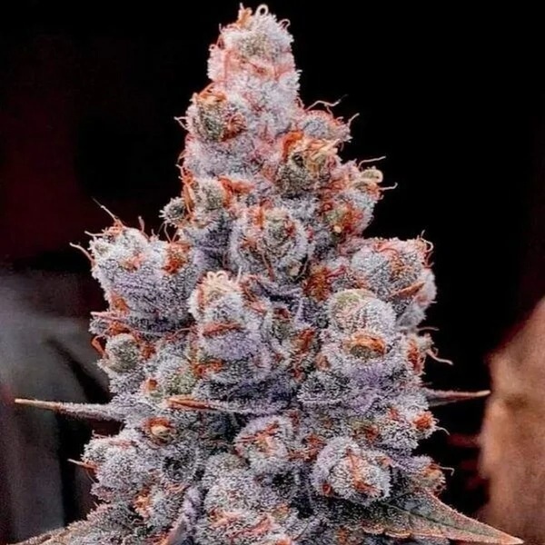 Banana Jealousy Auto RF3 (Ethos Genetics) Feminizovaná