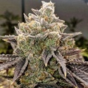 Bubble Gummy Auto (Ethos Genetics) Feminizovaná