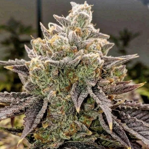 Bubble Gummy Auto (Ethos Genetics) Feminizovaná