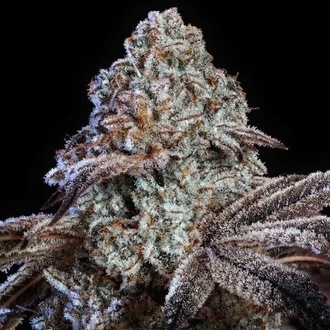 Psy-op R1 (Ethos Genetics) Feminizovan&aacute;