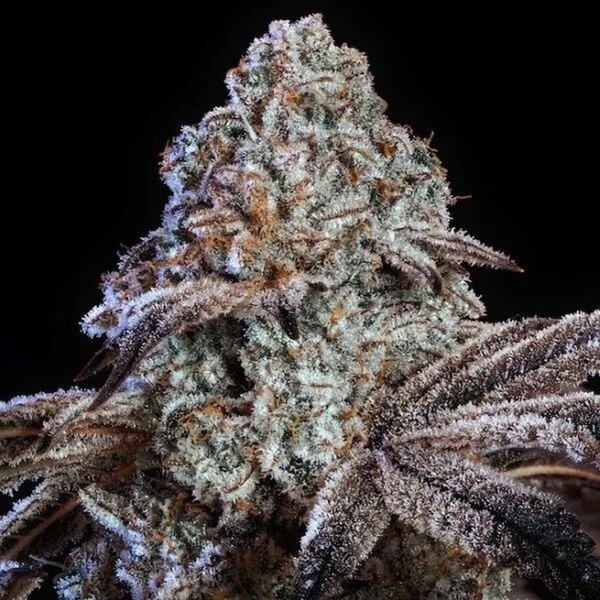Psy-op R1 (Ethos Genetics) Feminizovaná