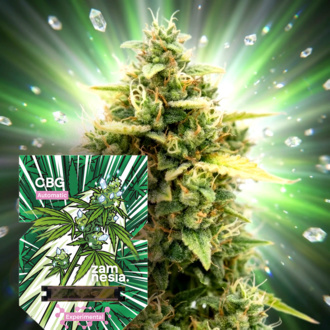 CBG Auto (Zamnesia Seeds) feminizovan&aacute;