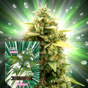CBG Auto (Zamnesia Seeds) feminizovaná
