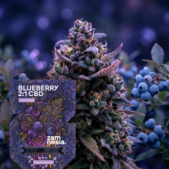 Blueberry CBD 2:1 (Zamnesia Seeds) feminizovan&aacute;