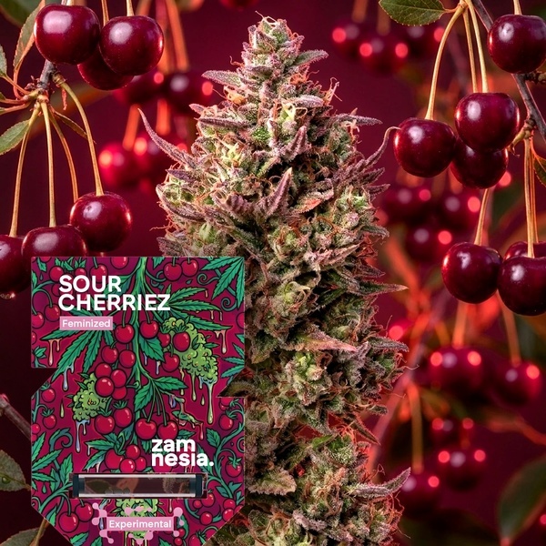 Sour Cherriez (Zamnesia Seeds) feminizovaná