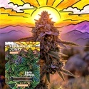 Permanent Junky (Zamnesia Seeds) feminizovaná
