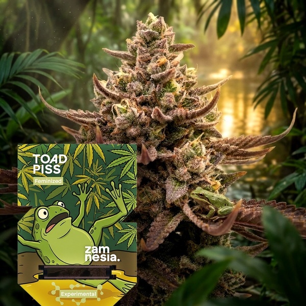 Toad Piss (Zamnesia Seeds) feminizovaná