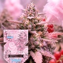 Pink Berriez (Zamnesia Seeds) feminizovaná