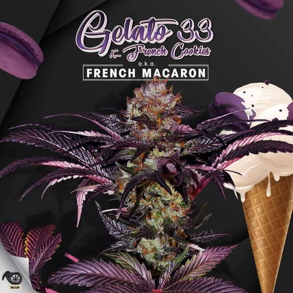 French Macaron (T.H.Seeds) Feminizovaná