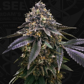 French Macaron (T.H.Seeds) Feminizovaná