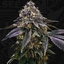 French Macaron (T.H.Seeds) Feminizovaná