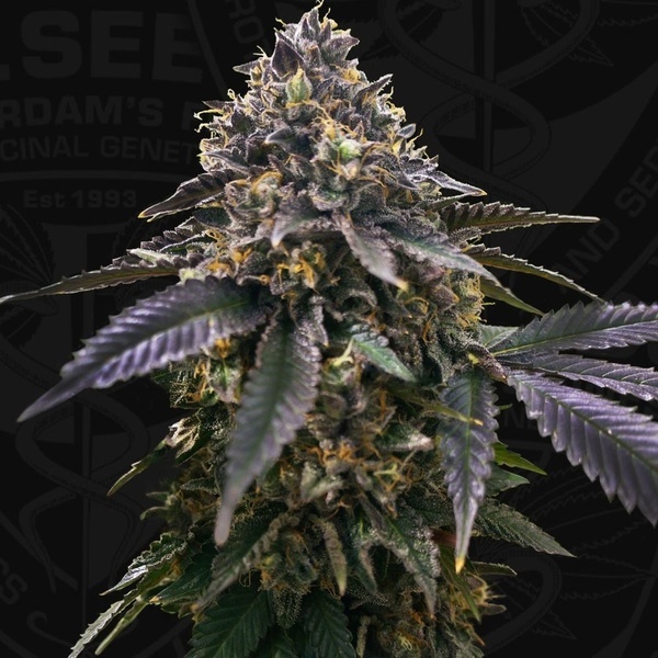 French Macaron (T.H.Seeds) Feminizovaná