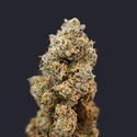 French Macaron (T.H.Seeds) Feminizovaná