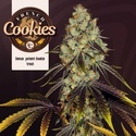 French Cookies (TH Seeds) Feminizovaná