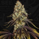 French Cookies (TH Seeds) Feminizovaná