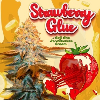 Strawberry Glue (T.H.Seeds) Feminizovan&aacute;