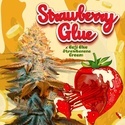 Strawberry Glue (T.H.Seeds) Feminizovaná