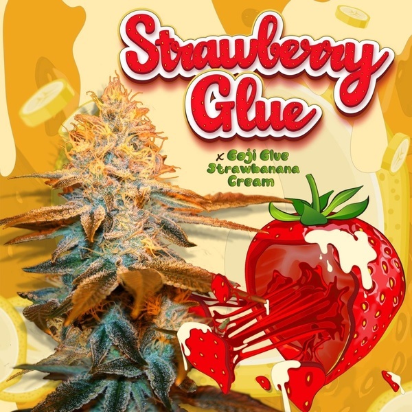 Strawberry Glue (T.H.Seeds) Feminizovaná