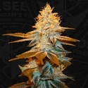 Strawberry Glue (T.H.Seeds) Feminizovaná