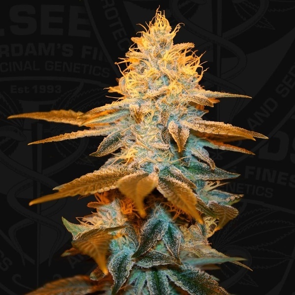 Strawberry Glue (T.H.Seeds) Feminizovaná