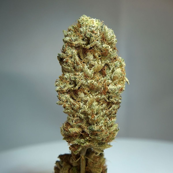 Strawberry Glue (T.H.Seeds) Feminizovaná
