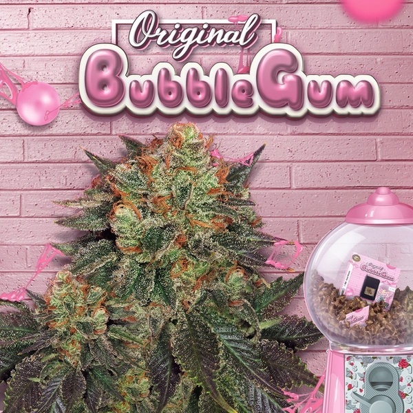 Bubblegum (T.H. Seeds) Feminizovaná