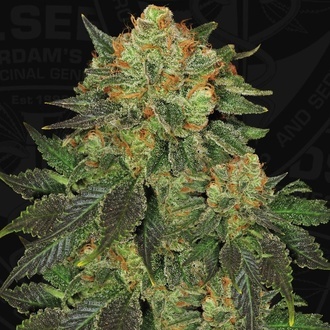 Bubblegum (T.H. Seeds) Feminizovaná