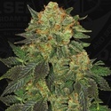 Bubblegum (T.H. Seeds) Feminizovaná