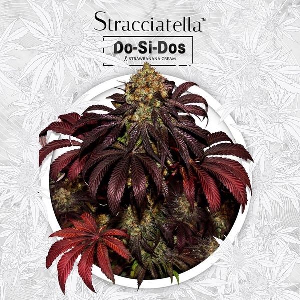 Stracciatella (T.H.Seeds) Feminizovaná