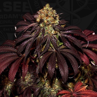 Stracciatella (T.H.Seeds) Feminizovaná