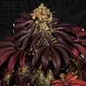 Stracciatella (T.H.Seeds) Feminizovaná