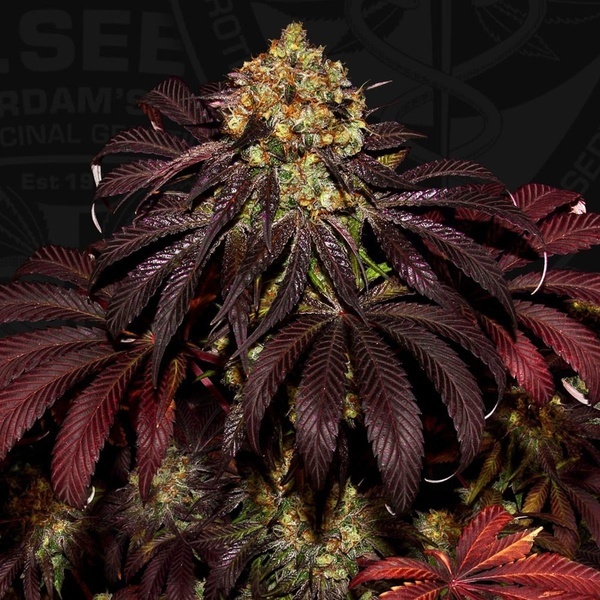 Stracciatella (T.H.Seeds) Feminizovaná